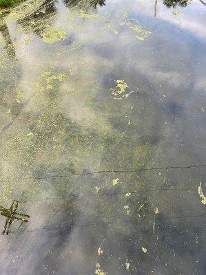 The moss covered cement slab for kiddos to try not to slip on as they get in the only entrance to water to swim