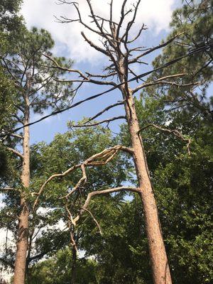 A dead tree ready to fall on the house and power line