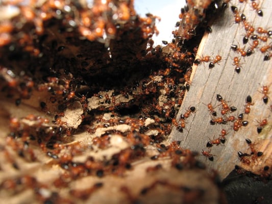 J-Max Pest Control discovered Acrobat Ants during a Termite Treatment.