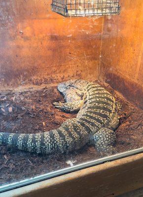 10 year old Tegu