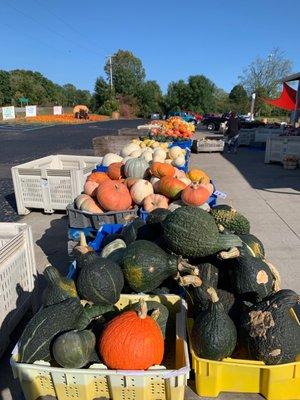 Pumpkin squash you name it