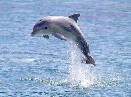 Feer loving dolphin enjoying life :)