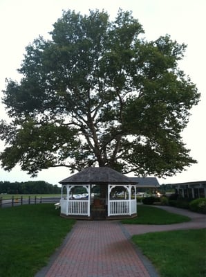 The large tree outside flight operations at the airport.