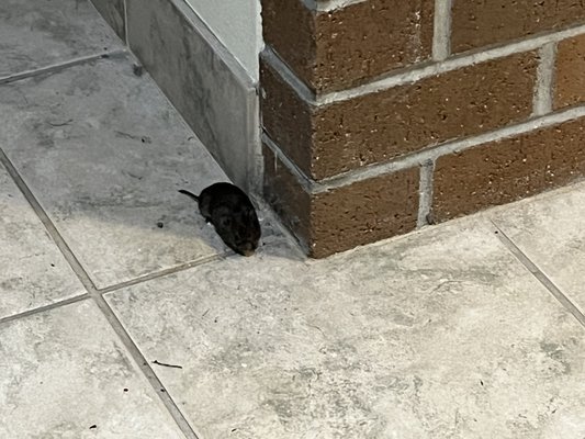 Same Huge Mouse