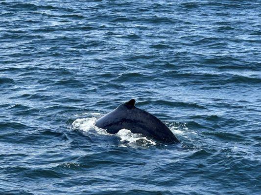 So cool to see whales.