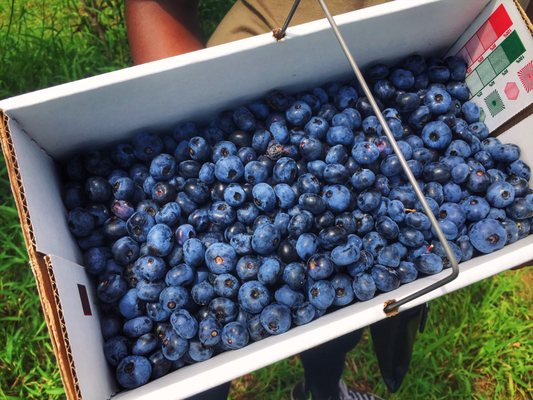 Blueberries