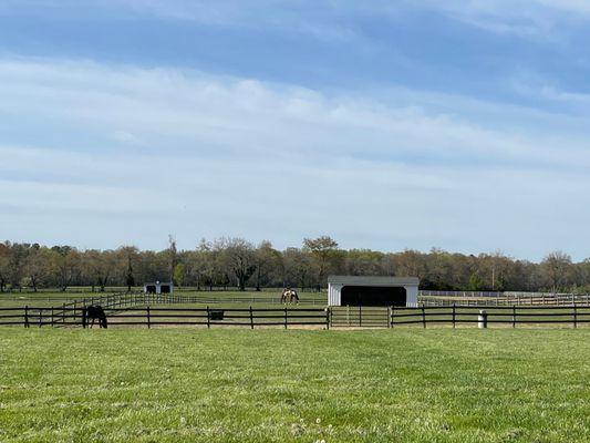 Talisman Therapeutic Riding