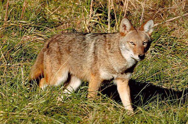 Coyote removal