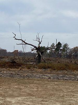 Tree looks like the Vanes of the body :)