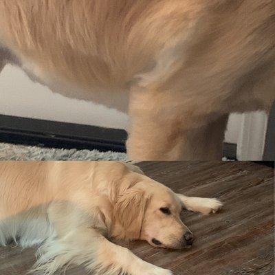 Top picture: feathering shaved after recent appointment   Bottom: feathering she's had since she was a puppy.