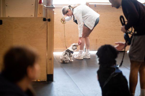 Puppies in training classes