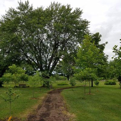 new plantings between the mature trees