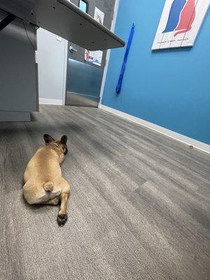 My pup patiently waiting for the vet