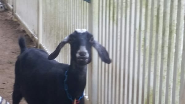 Grasshopper the Nubian Goat