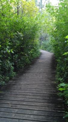 Beautiful green walkway