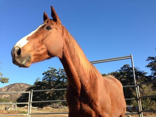 My horse Marlboro in one of the round pens..