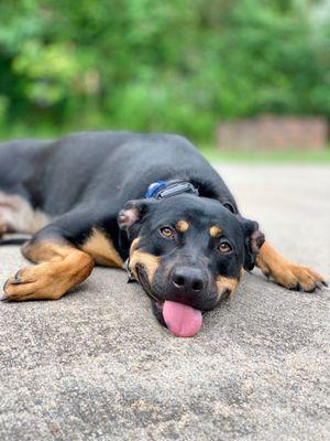 Absolutely Pawsitively Obedient Dog Training