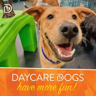 Daycare dogs have more fun! Inquire today about how dogtopia can better your furry best friend's life!