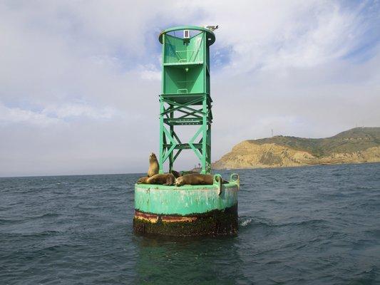 Sea lions posing for us