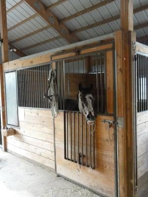 We do offer private lessons on one of our two gentle beginner ponies for riders under 7.