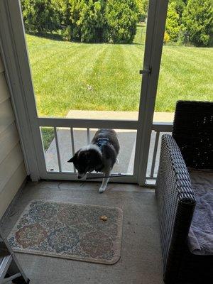 My dog using the modified screen door