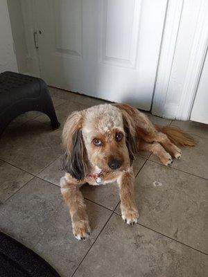 Leo looking sharp after his visit at adorable dogs.