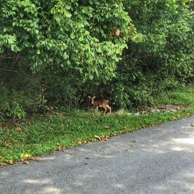 Caught This Little One Enjoying The Riverwalk Trail: Dan Daniel Memorial Park