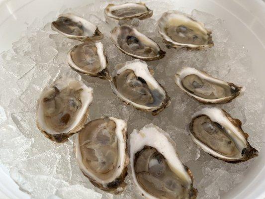 Oysters