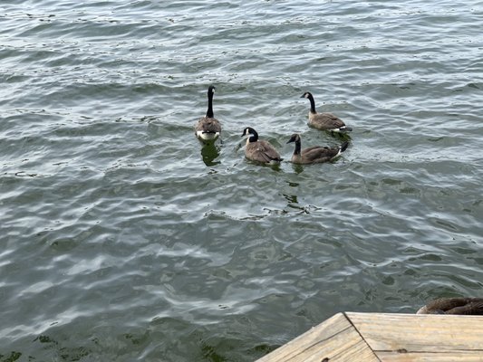 Ducks from our breakfast on balcony