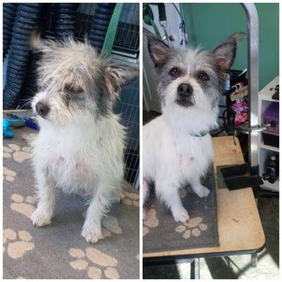 Pebbles before and after at Christina's Doggie spa