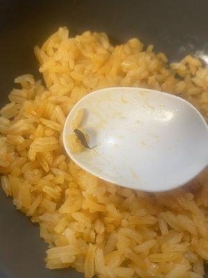 Here is the roach in the rice