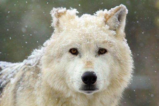 Famous Canyon Wolf Pack Alpha Female - Yellowstone National Park