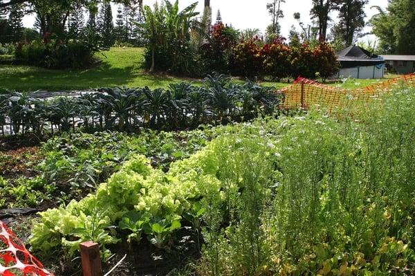 organic vegetable garden