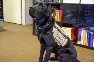 Halo, certified service dog from American Vet Dogs.