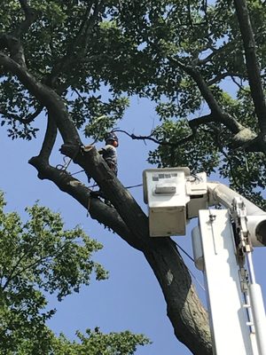 Precision Cutting Services employee working on tree