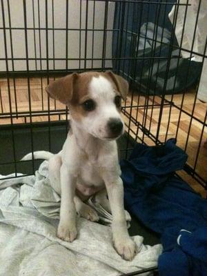 Cookie dough in his new crate in New York City