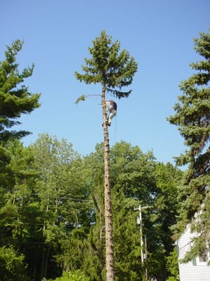 Tree Removal