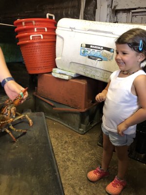 Alewives Brook Farm