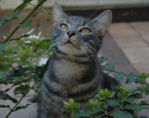 look at this handsome boy, Debbie loves cats too