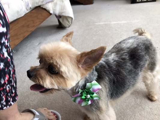 Minnies summer cut