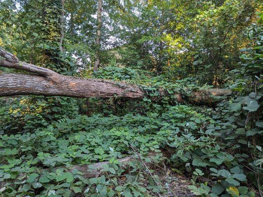 Two fallen trees.