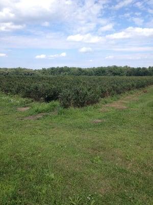 Blueberry fields forever