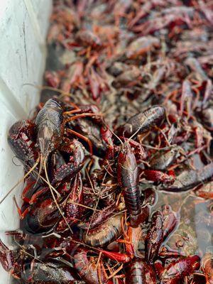 Huge live crawfish