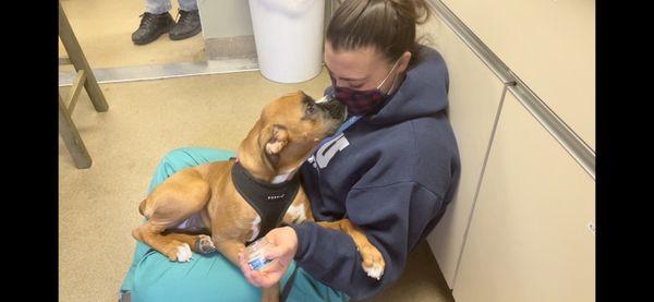 Technician Lauren calms a boxer puppy with fear free techniques to introduce nail trimming