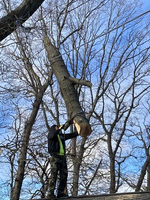 Tree trimming