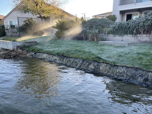 New California native mow free grass