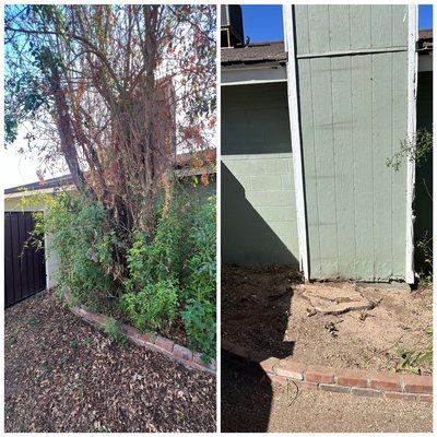 Before and after of a tree removal