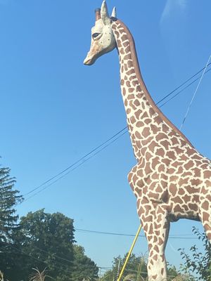 The Big Giraffe