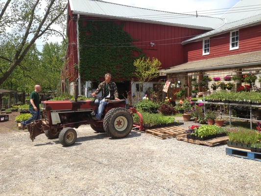 Bringing plants up from the greenhouse