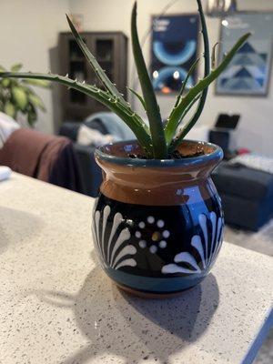 Hedgehog aloe plant